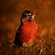 avatar_150