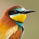avatar_13554