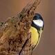 avatar_56060
