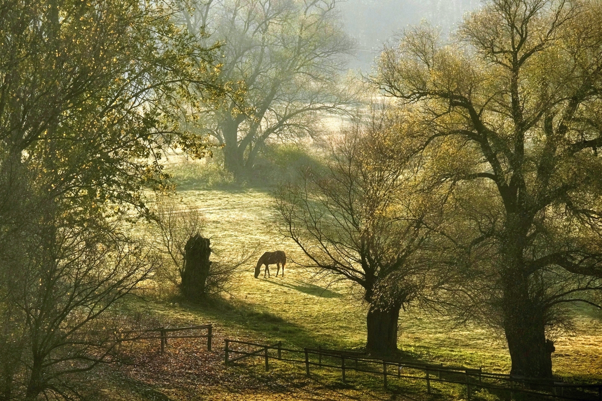 Wschód słońca nad stadniną...