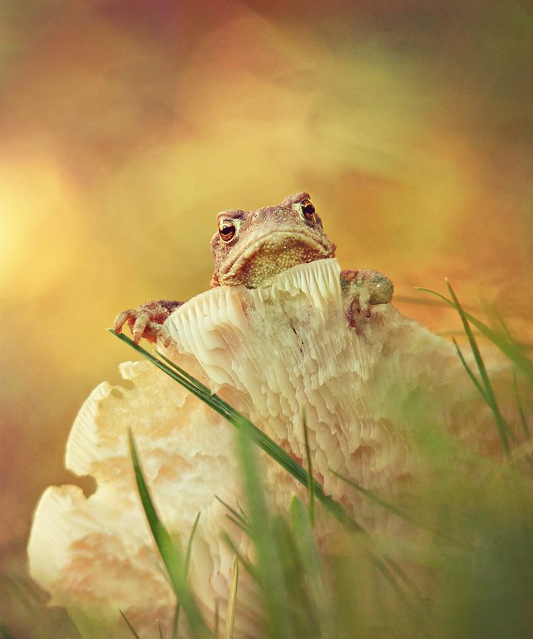 Czy ja mogę już grać ?