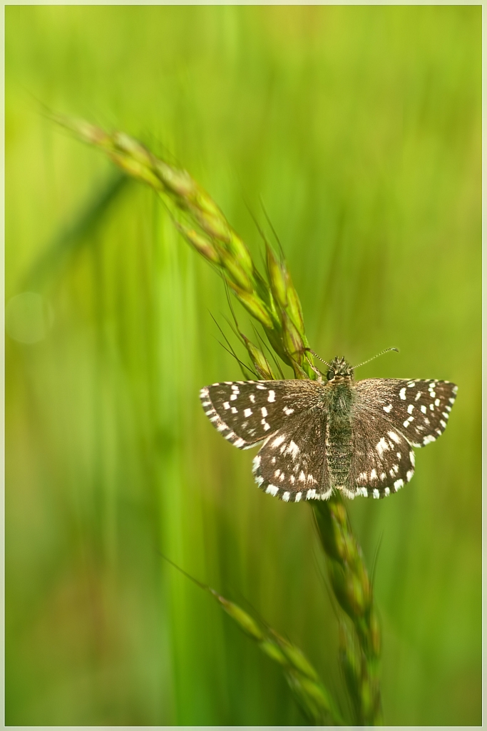 Ikebana (living flowers)