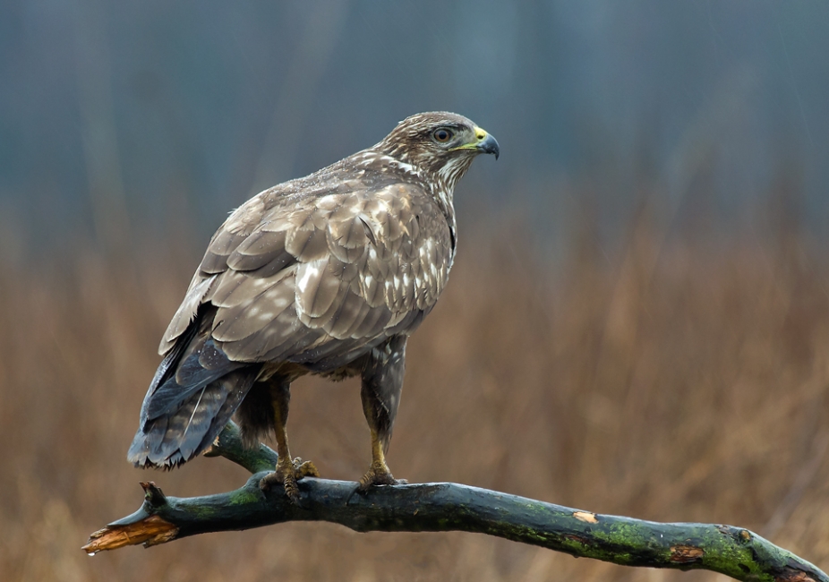 myszołów zwyczajny 