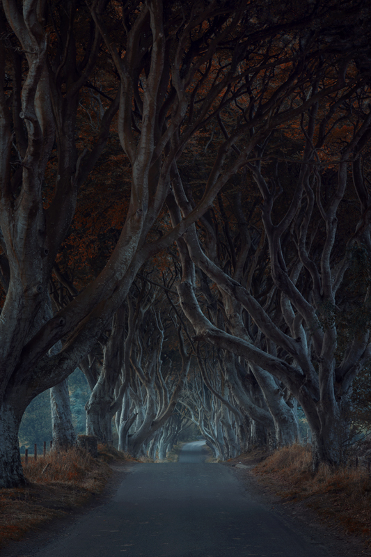 The Dark Hedges