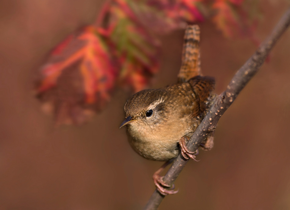 Jesienny Tryglodytes