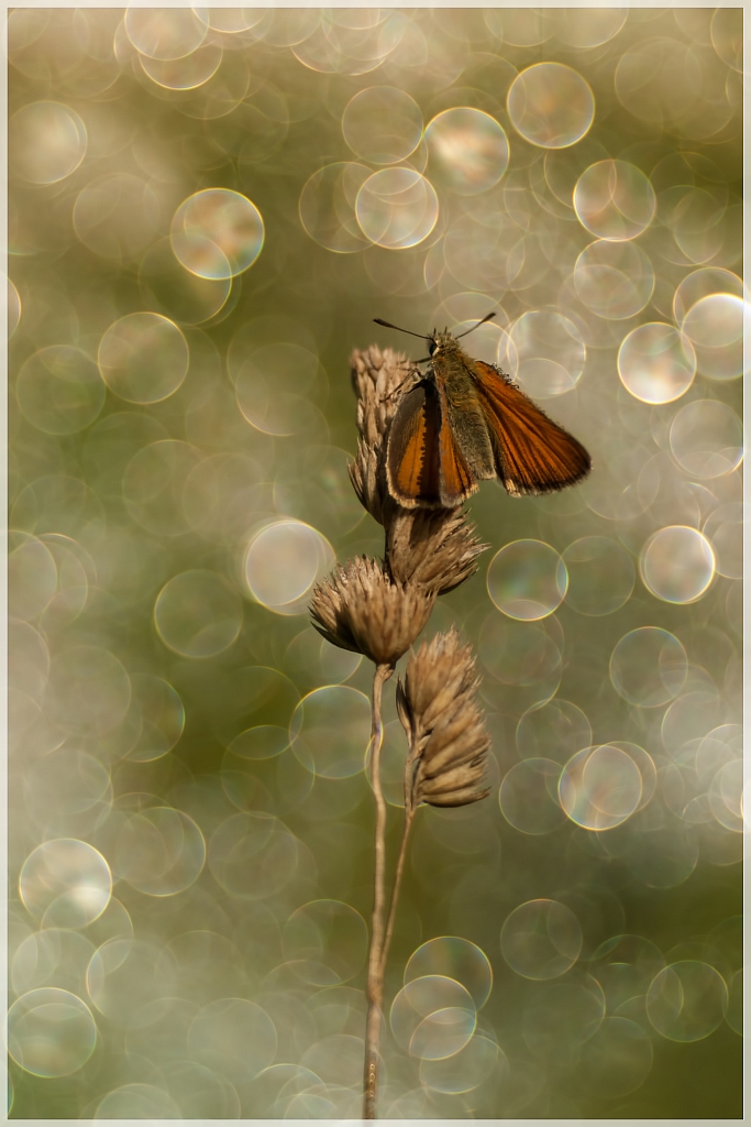 The Maturation of Nature