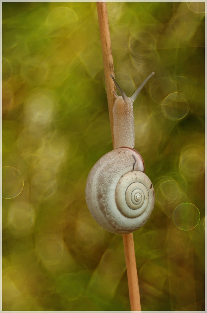 Stationary Traveller