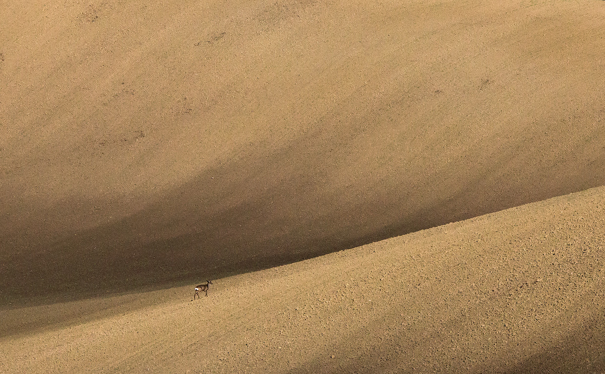 Poszukiwanie zielonych kiełków 