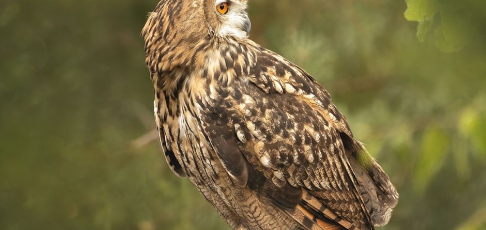 arkadiusz_fotografia - Puchacz na gałęzi 